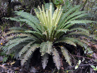 Hardy Fern Matteuccia struthiopteris